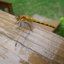 39062_10150222687335472_5019325_n Photo 2